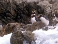 Snares-crested Penguin