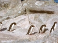 Snares-crested Penguin