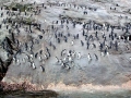 Snares-crested Penguin