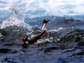 Snares-crested Penguin