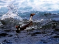 Snares-crested Penguin