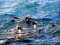 Snares-crested Penguin