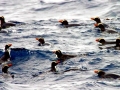 Snares-crested Penguin