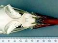 Snares-crested Penguin