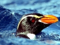 Snares-crested Penguin