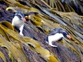 Snares-crested Penguin