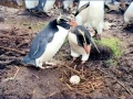 Snares-crested Penguin
