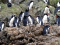 Snares-crested Penguin