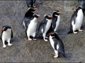 Snares-crested Penguin