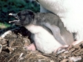 Snares-crested Penguin