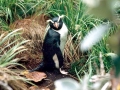 Snares-crested Penguin