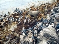 Snares-crested Penguin