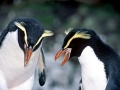 Snares-crested Penguin