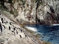 Snares-crested Penguin