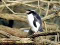 Snares-crested Penguin