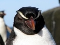 Snares-crested Penguin