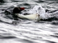 Snares-crested Penguin