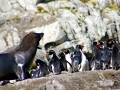 Snares-crested Penguin