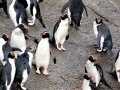 Snares-crested Penguin