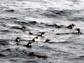 Snares-crested Penguin