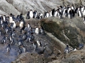 Snares-crested Penguin