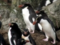 Snares-crested Penguin