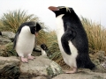 Snares-crested Penguin