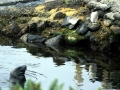 Snares-crested Penguin