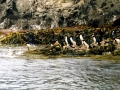 Snares-crested Penguin