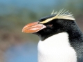 Snares-crested Penguin