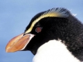 Snares-crested Penguin