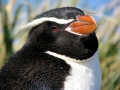 Snares-crested Penguin