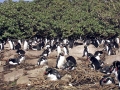 Snares-crested Penguin