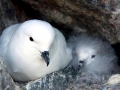 Snowy Sheathbill
