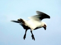 Snowy Sheathbill