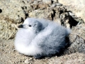 Snowy Sheathbill