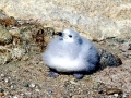 Snowy Sheathbill