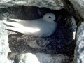 Snowy Sheathbill