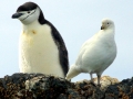 Snowy Sheathbill