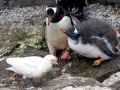 Snowy Sheathbill