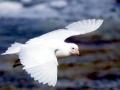 Snowy Sheathbill