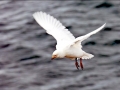 Snowy Sheathbill