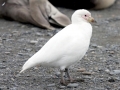 Snowy Sheathbill