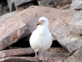 Snowy Sheathbill