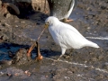 Snowy Sheathbill