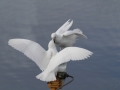 Snowy Sheathbill