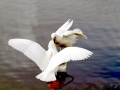 Snowy Sheathbill