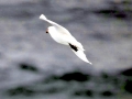 Snowy Sheathbill