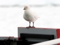 Snowy Sheathbill