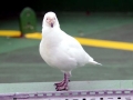 Snowy Sheathbill